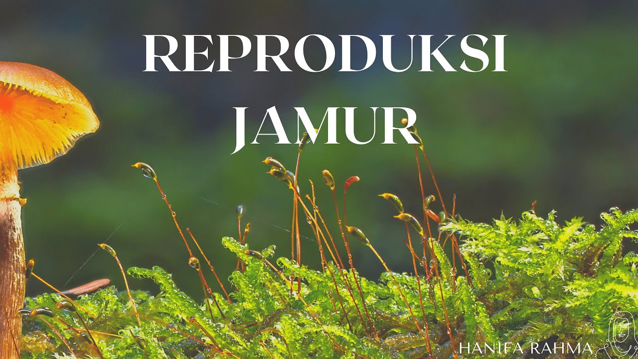 Reproduksi Seksual Basidiomycota