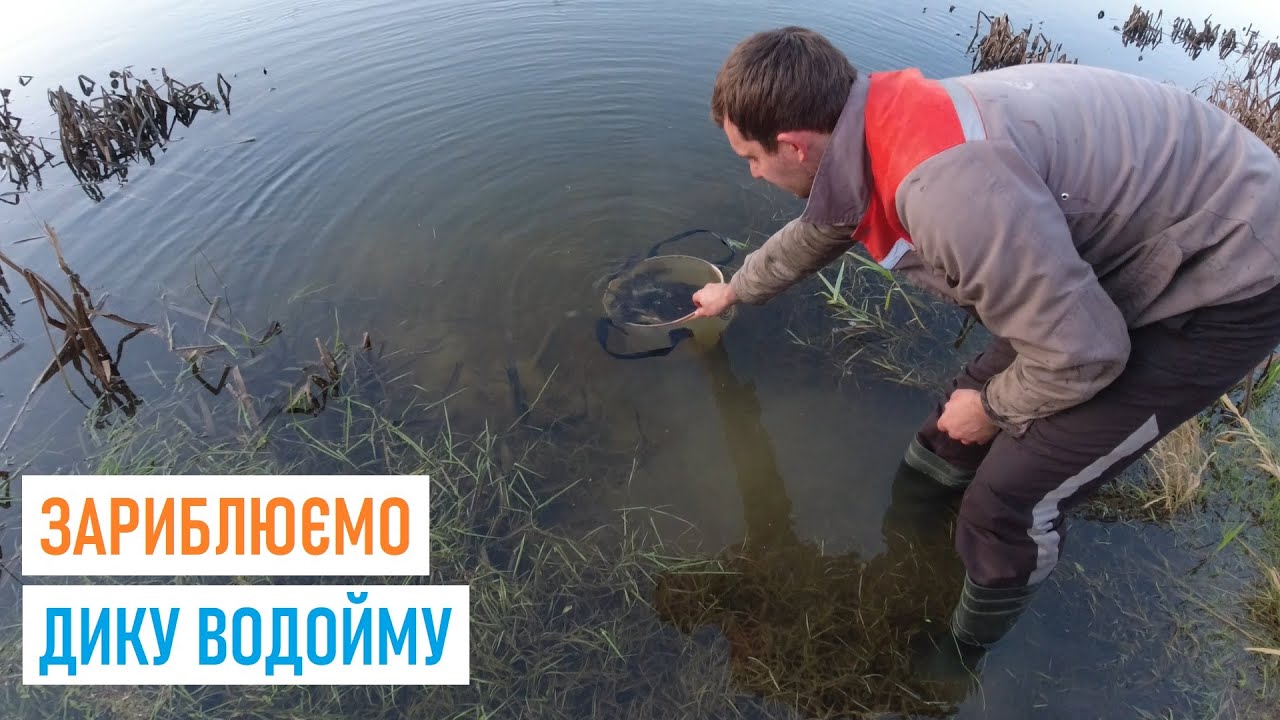 Зариблюю #ДИКАРЬ рибою зі свого СТАВКА #КомандаА #рибалка #короп #амур #карась #горинь #зариблення