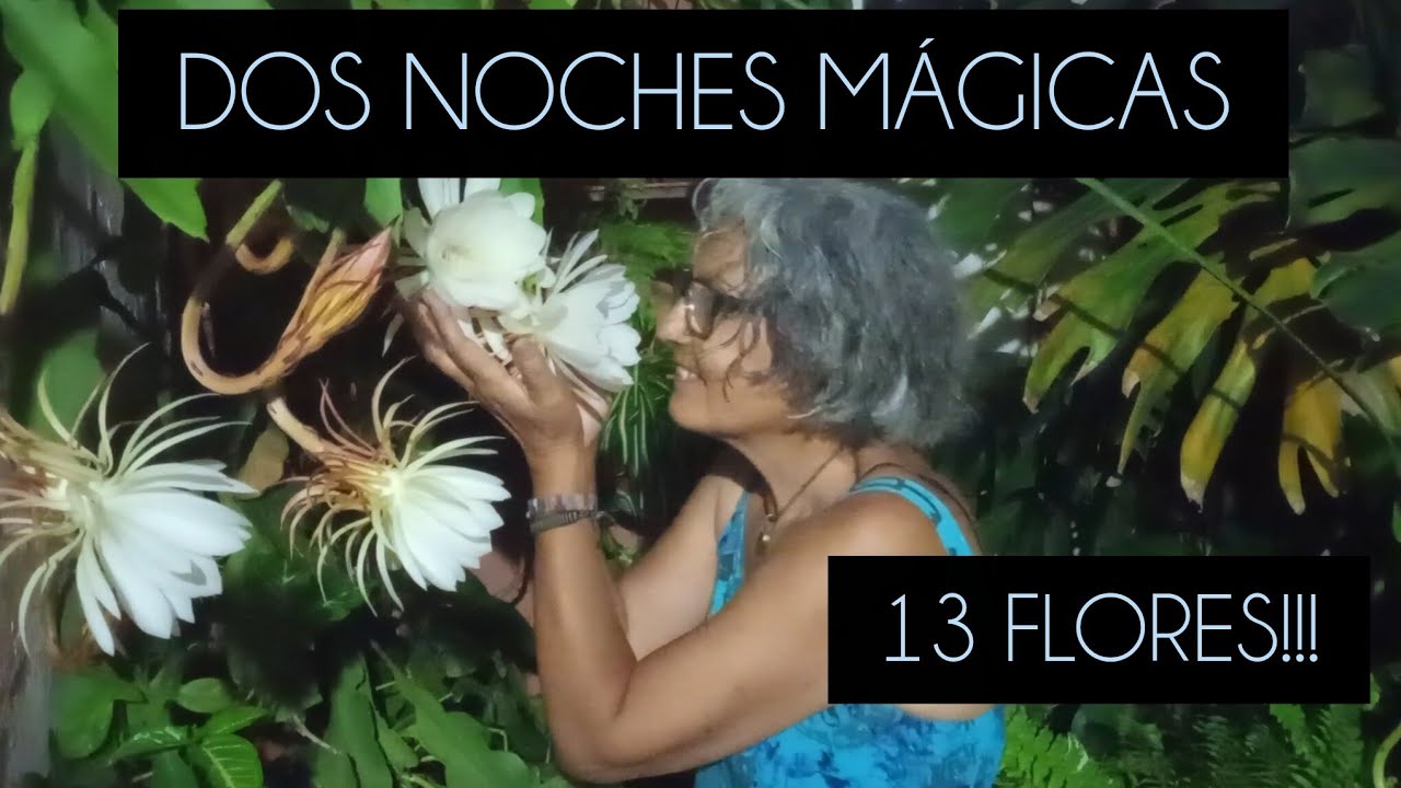 CACTUS DAMA DE NOCHE/EPIPHYLLUM OXYPETALUM #lasplantasdegeral #garden #jardin #cactus #epiphyllum 