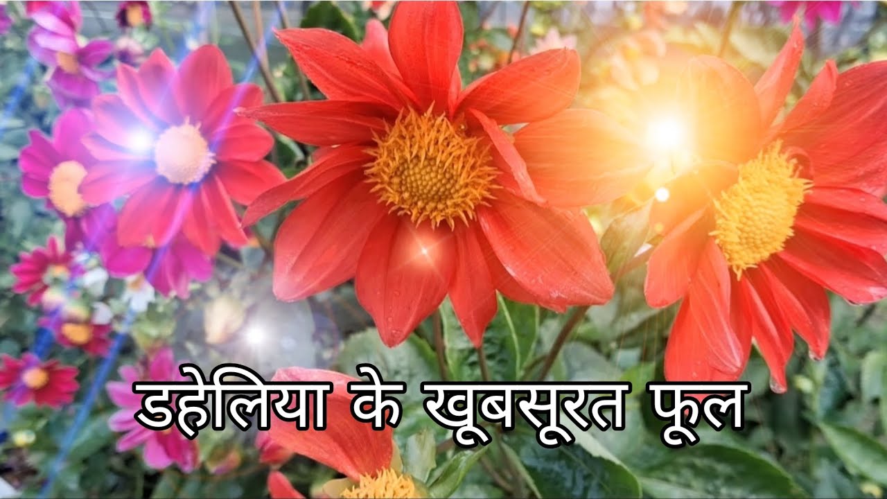 डहेलिया के खूबसूरत फूल गार्डन मे खिले हुए बहुत सुन्दर लगते है @Naturalgarden999 