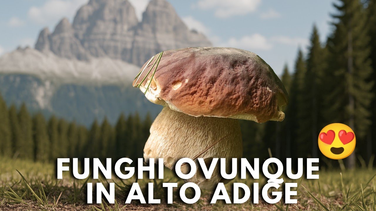 Incredibile Alto Adige: ad Ogni Passo un Fungo! Estate 2025 🔥