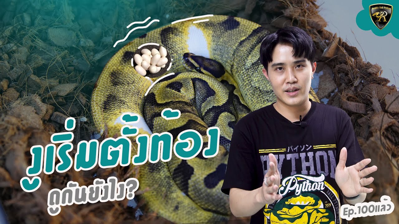งูบอลเริ่มตั้งท้อง ดูยังไง?  l Reality Ball Python 