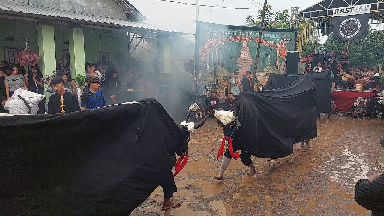 Seni Bantengan Satria Macan Kumbang Live Wewe Bening Gondang Mojokerto