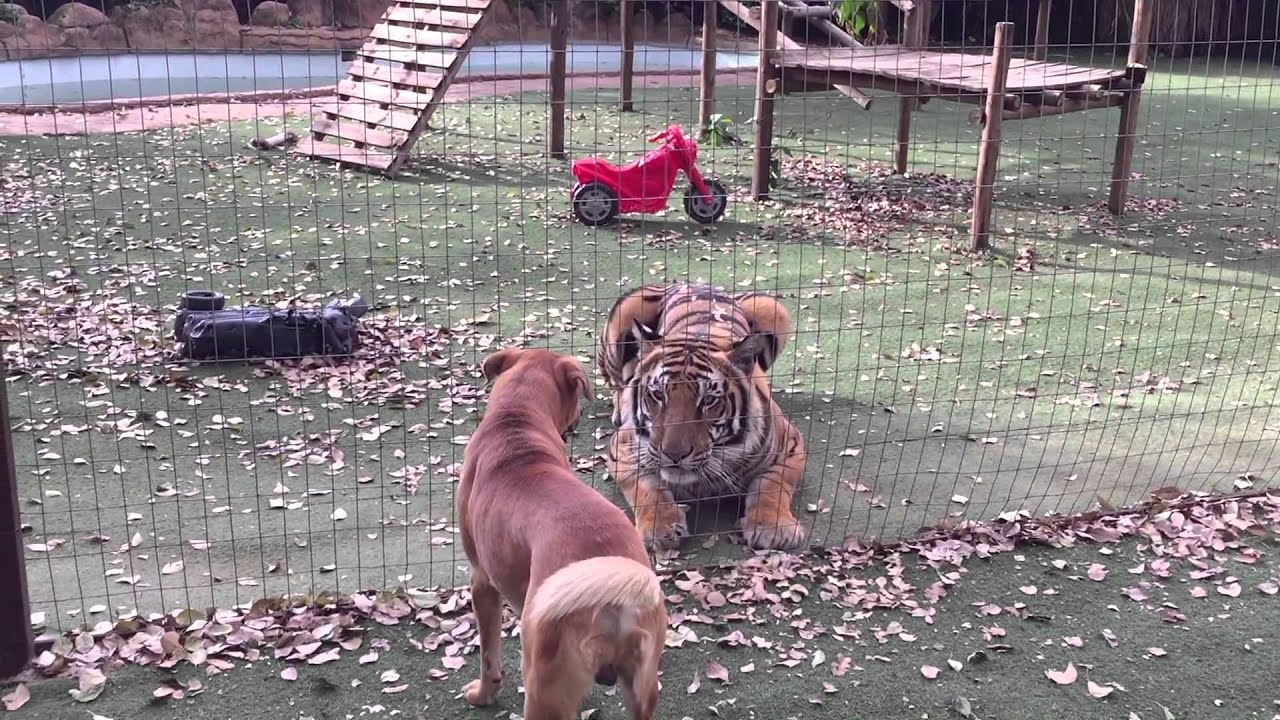 Enzo trying to convince me that he will play nicely with Diego.