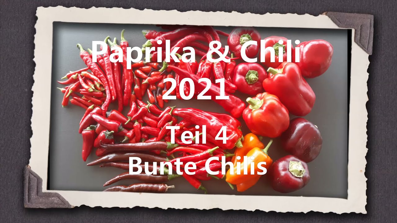 Paprika & Chili 2021 Teil 4 - Bunte Chilis