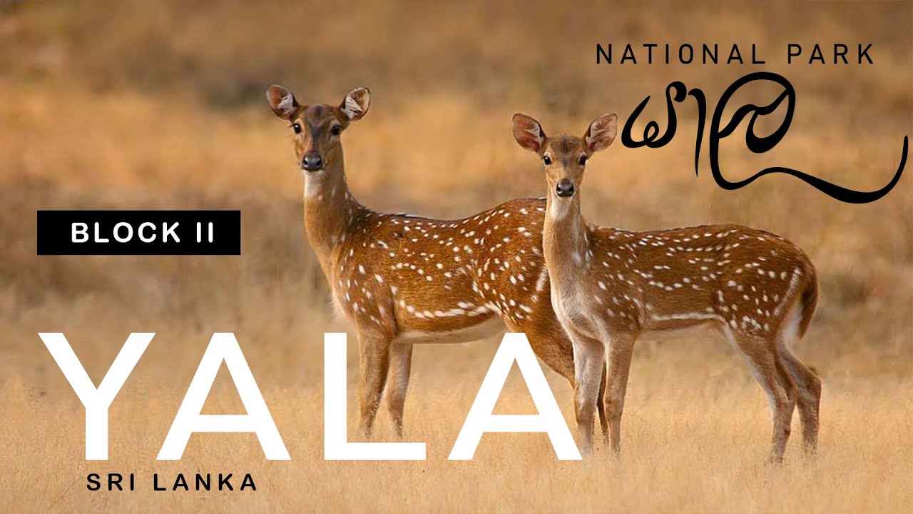 Yala National Park  Sri Lanka  | යාල Block 2 | Minihagal Kanda | මිනිහාගල් කන්ද
