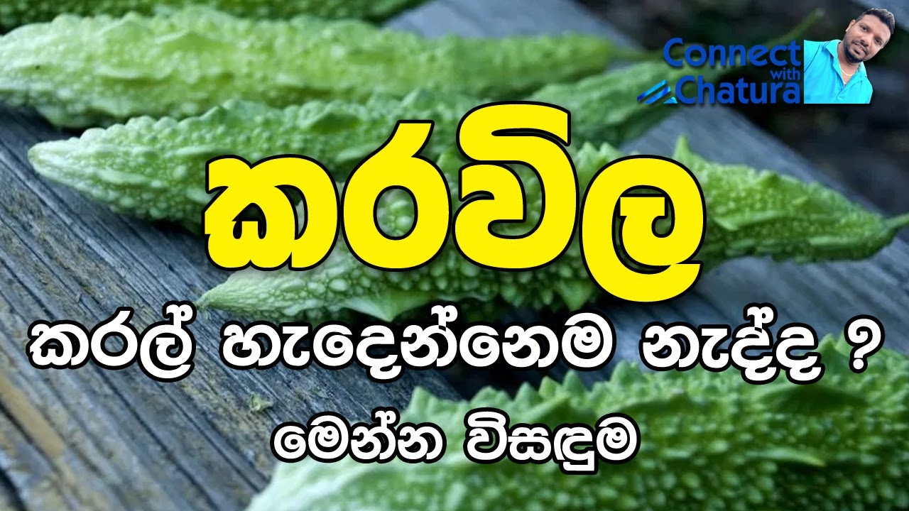 How to pollinate bitter gourd කරවිල මල් පරාගනය කිරීම / ගෙවතු වගාව