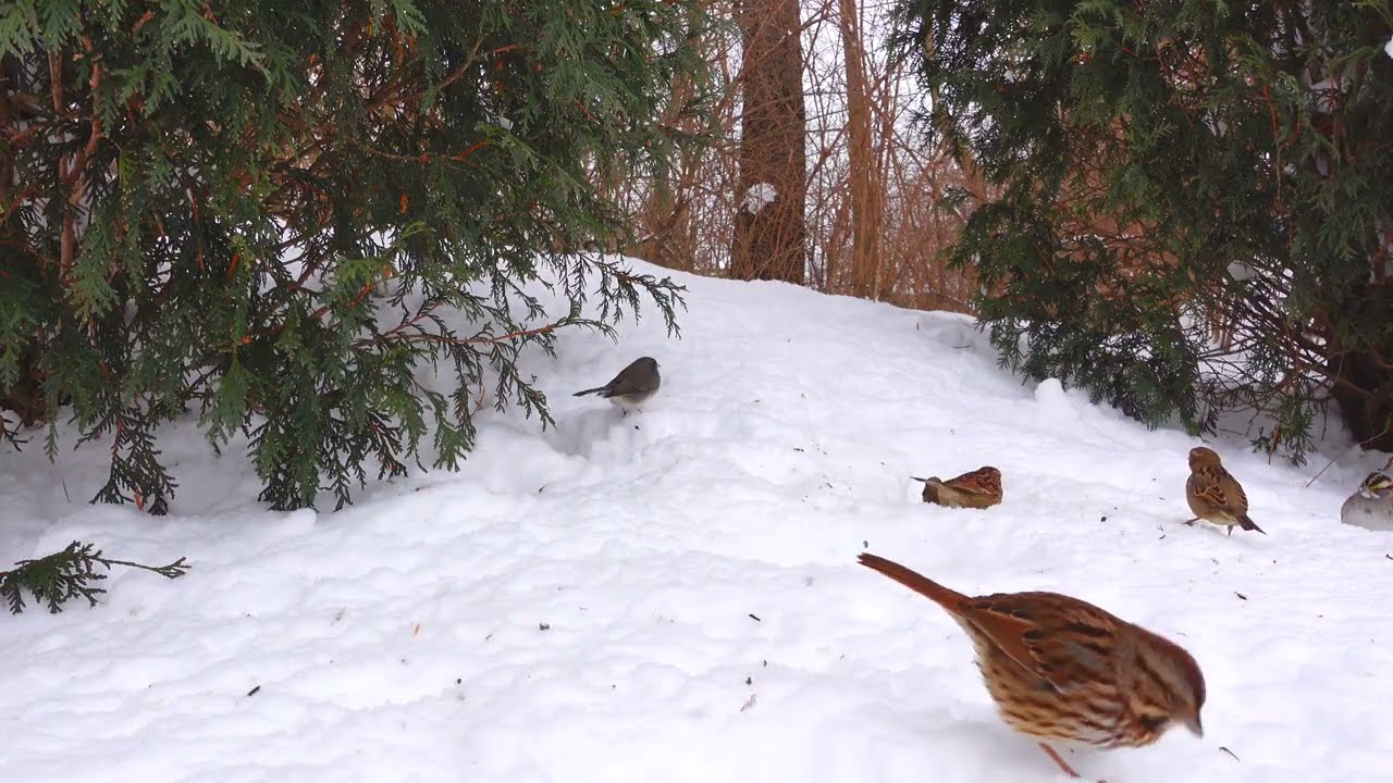 Cat TV Winter Birds ❄️ Snowy Backyard Bird TV | 8 Hours 4K No Midroll Ads