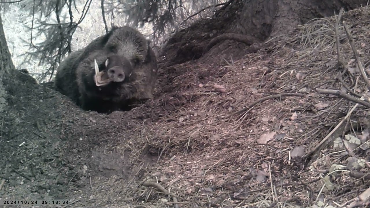 Кабан секач спал более 13 часов (часть 2) The boar cleaver slept for more than 13 hours (part 2)