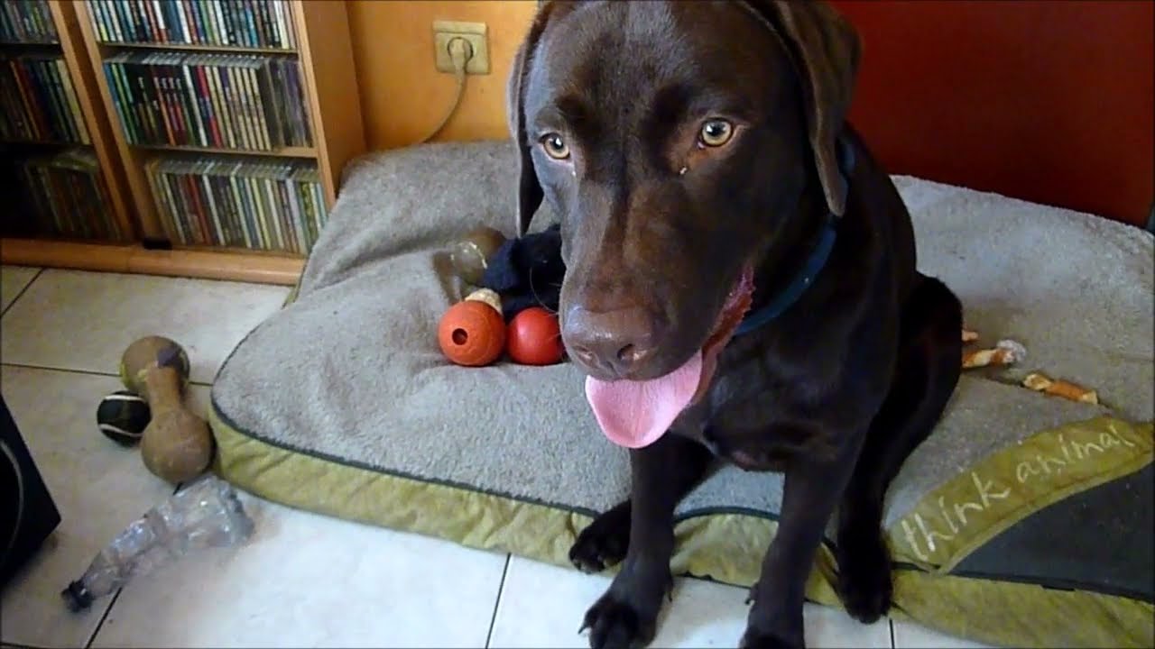Mijn Labrador Raiky woefke - 10 maand oud