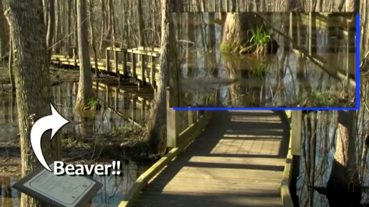 Alabama Nature: Montevallo's Ebenezer's Swamp