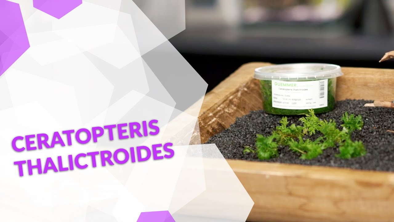 Ceratopteris thalictroides Feiner Sumatrafarn, eine anspruchslose Wasserpflanze für dein Aquarium