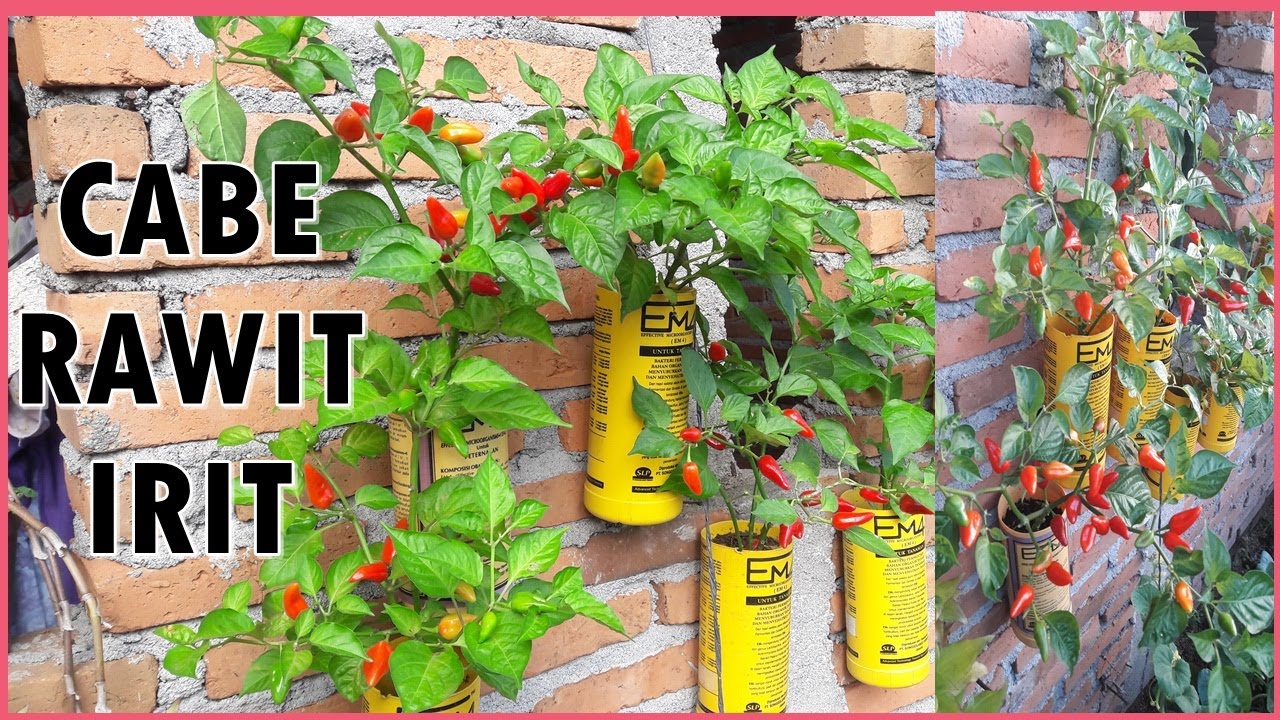 CARA MENANAM CABE RAWIT DI BOTOL BEKAS | HOW TO GROW CHILLI PLANTS IN BOTTLES