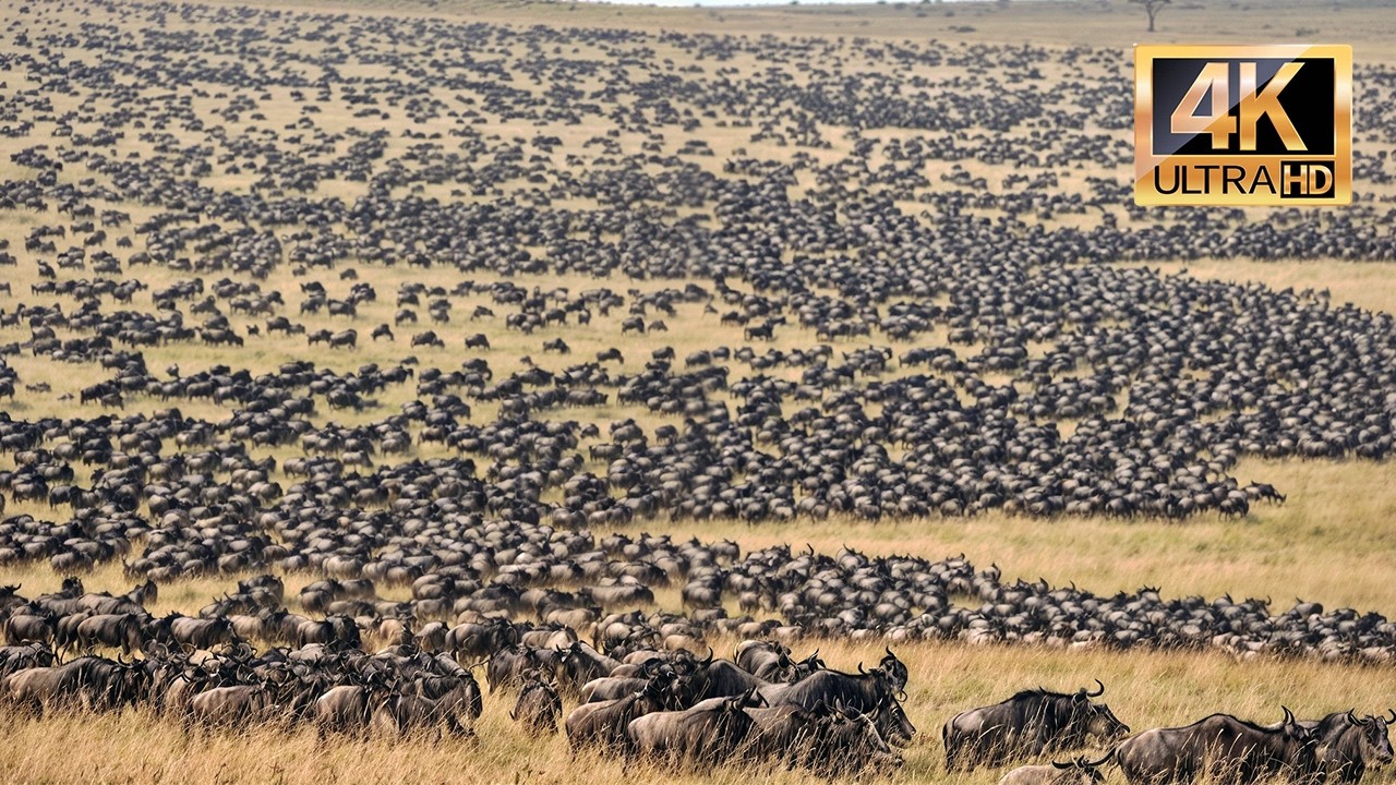 A MORTAL MIGRA&Ccedil;&Atilde;O DOS GNUS | DOCUMENT&Aacute;RIO INCR&Iacute;VEL | MUNDO ANIMAL SELVAGEM