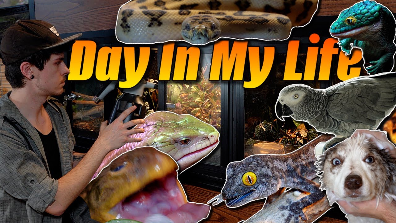 A Day In My Life With a Zoo In My House