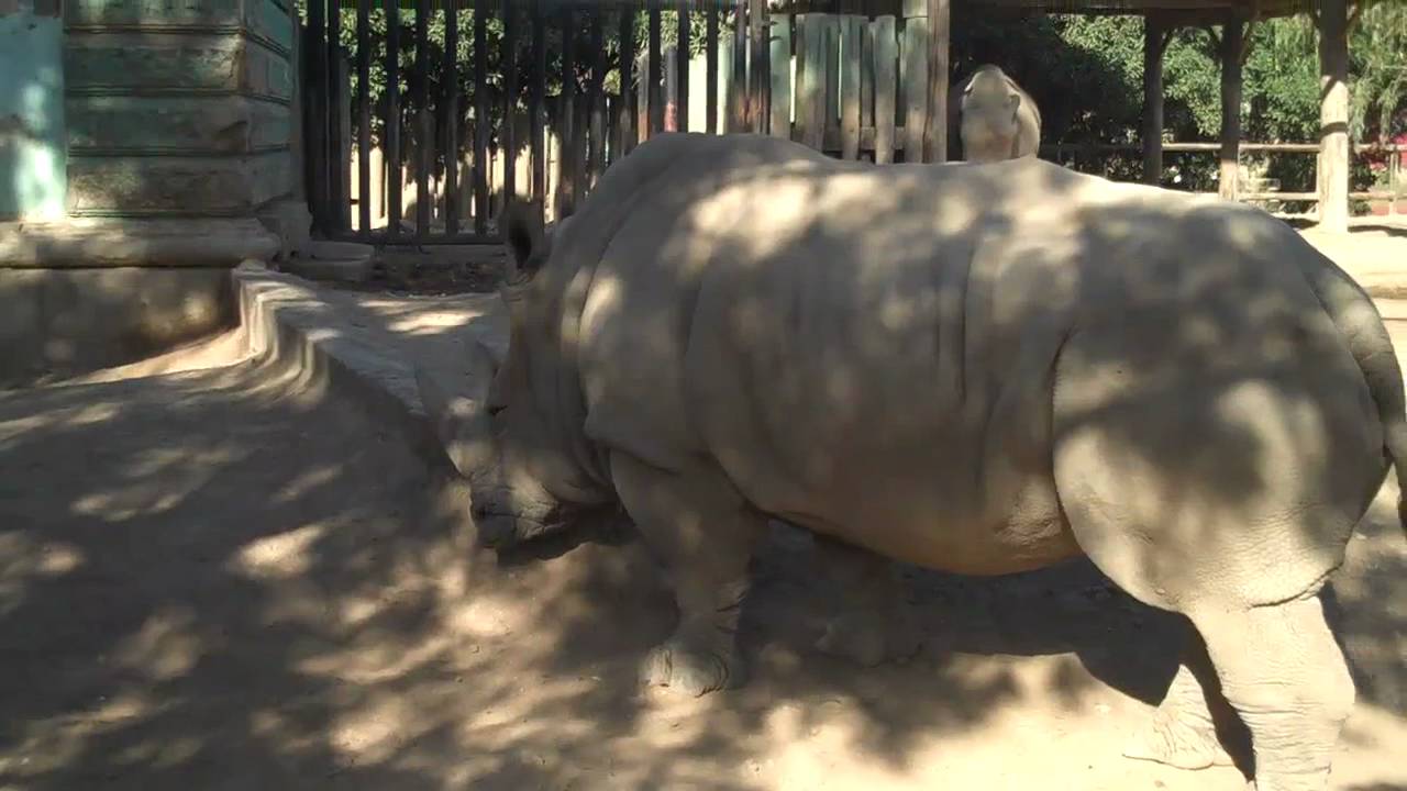 Rhino peeing rigth off my face
