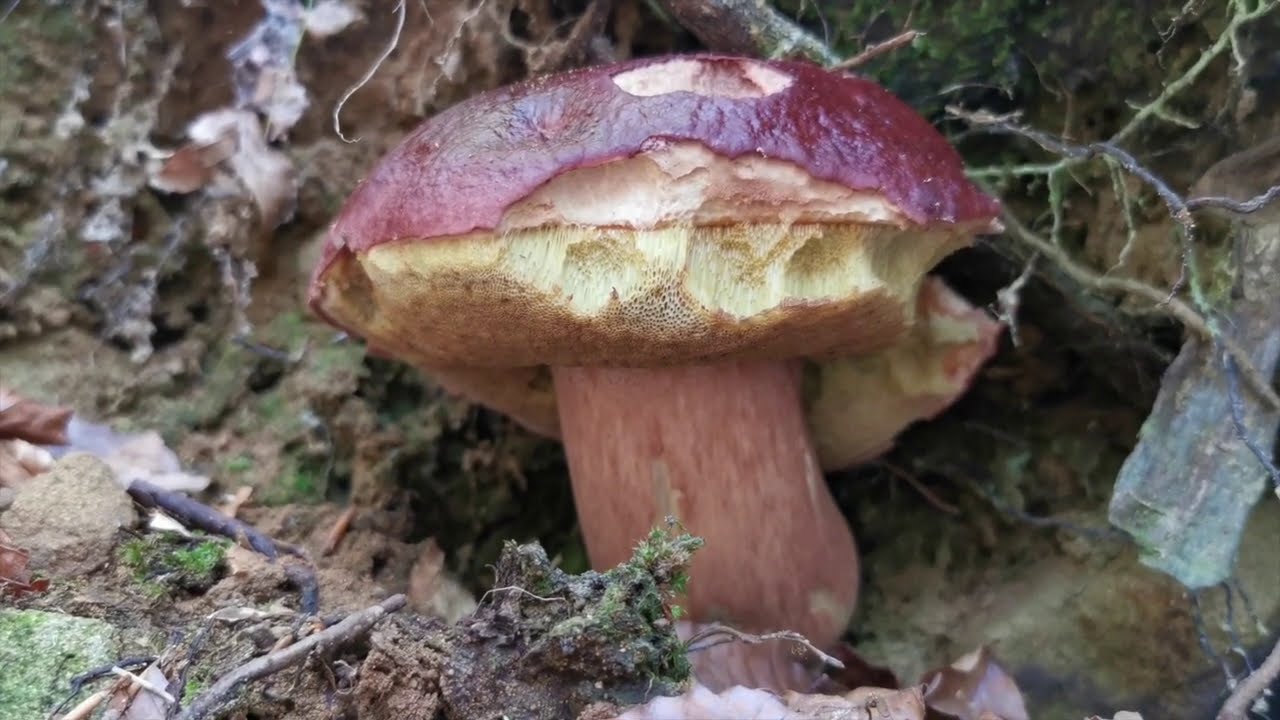 Porcini | I Boletus pinophilus 