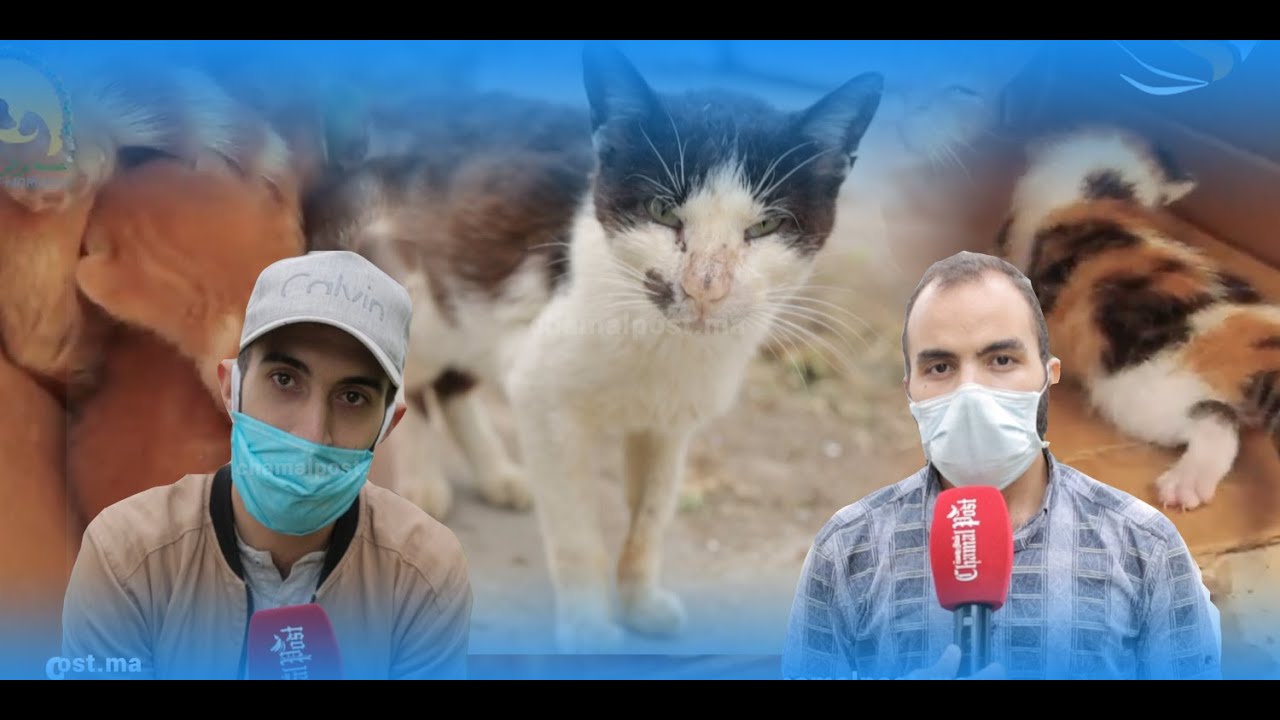 العوينة مقبرة القطط.. هذه نصائح براثن المغرب لساكنة تطوان