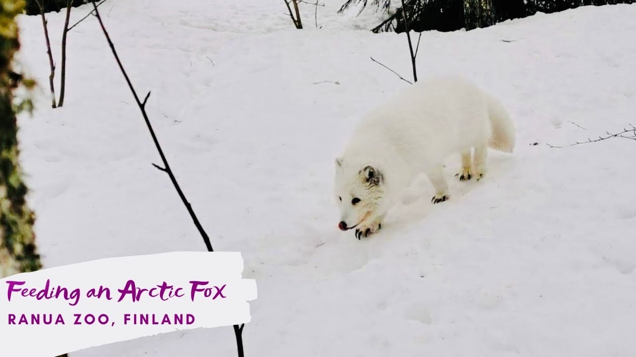 Ranua Zoo: Hand Feeding an Arctic Fox in Finnish Lapland