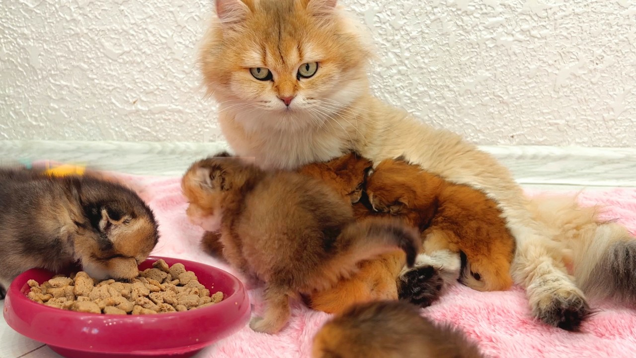 Котята пробуют корм... Но у мамы были другие планы! 🙀
