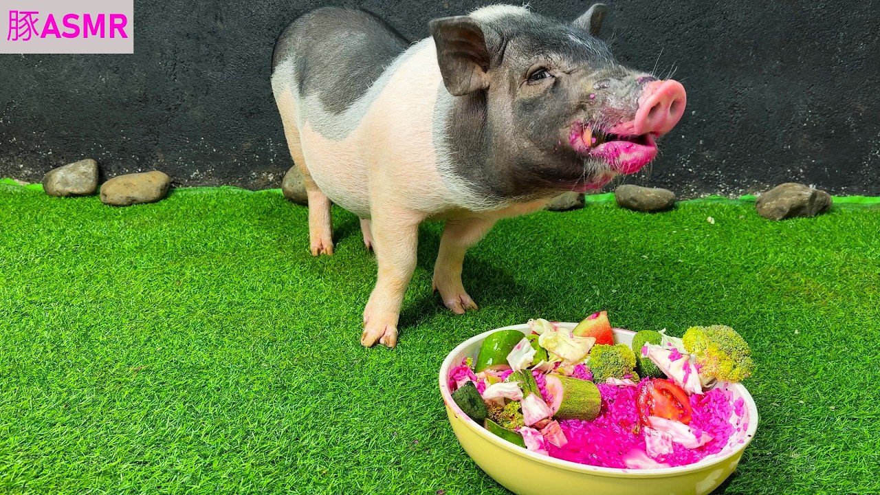 【総集編】たまらない！🐷豚の自然な咀嚼音🍎🍐｜癒しASMR・動物の咀嚼音