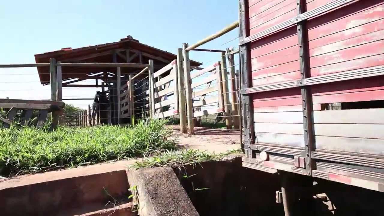 Transporte de Bovinos - Programa Valeu Vallée