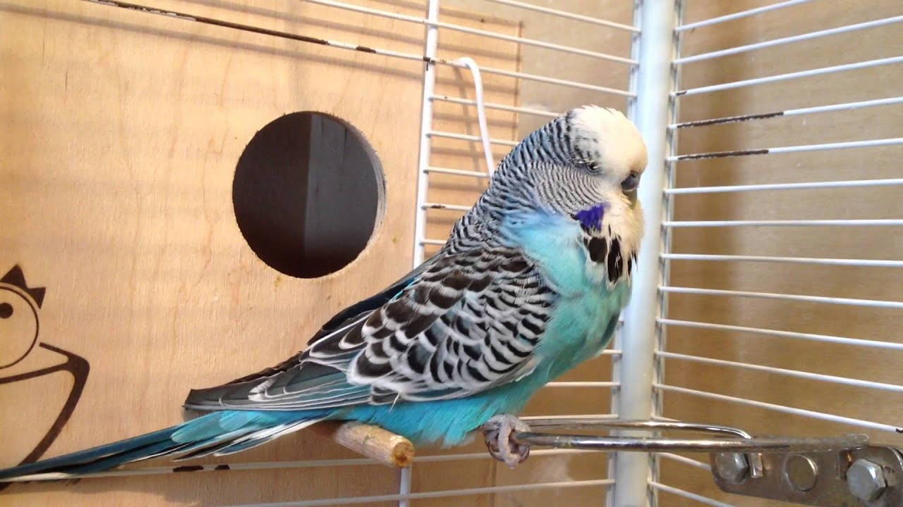 Выставочный волнистый попугай (ЧЕХ) питомник king-parrot.ru