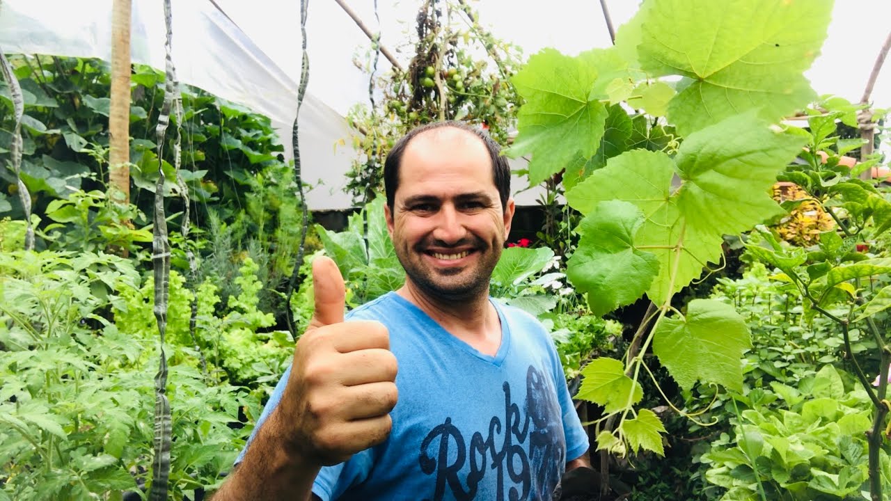 TRANSPLANTE DE UVA NIAGARA PARA VASO