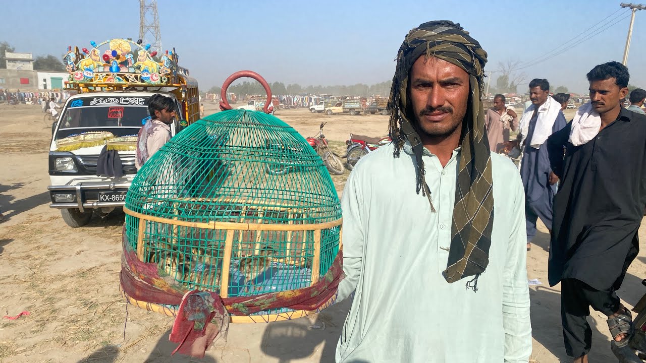 Teetar mandi halani latest update | Black francolin chicks price in Pakistan | Birds market vlog