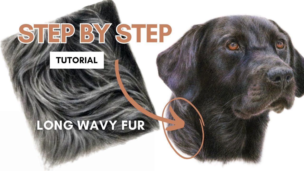 How to Draw Realistic Wavy or Curly Animal Fur - Beginner Pet Portrait, Colour Pencil Tutorial