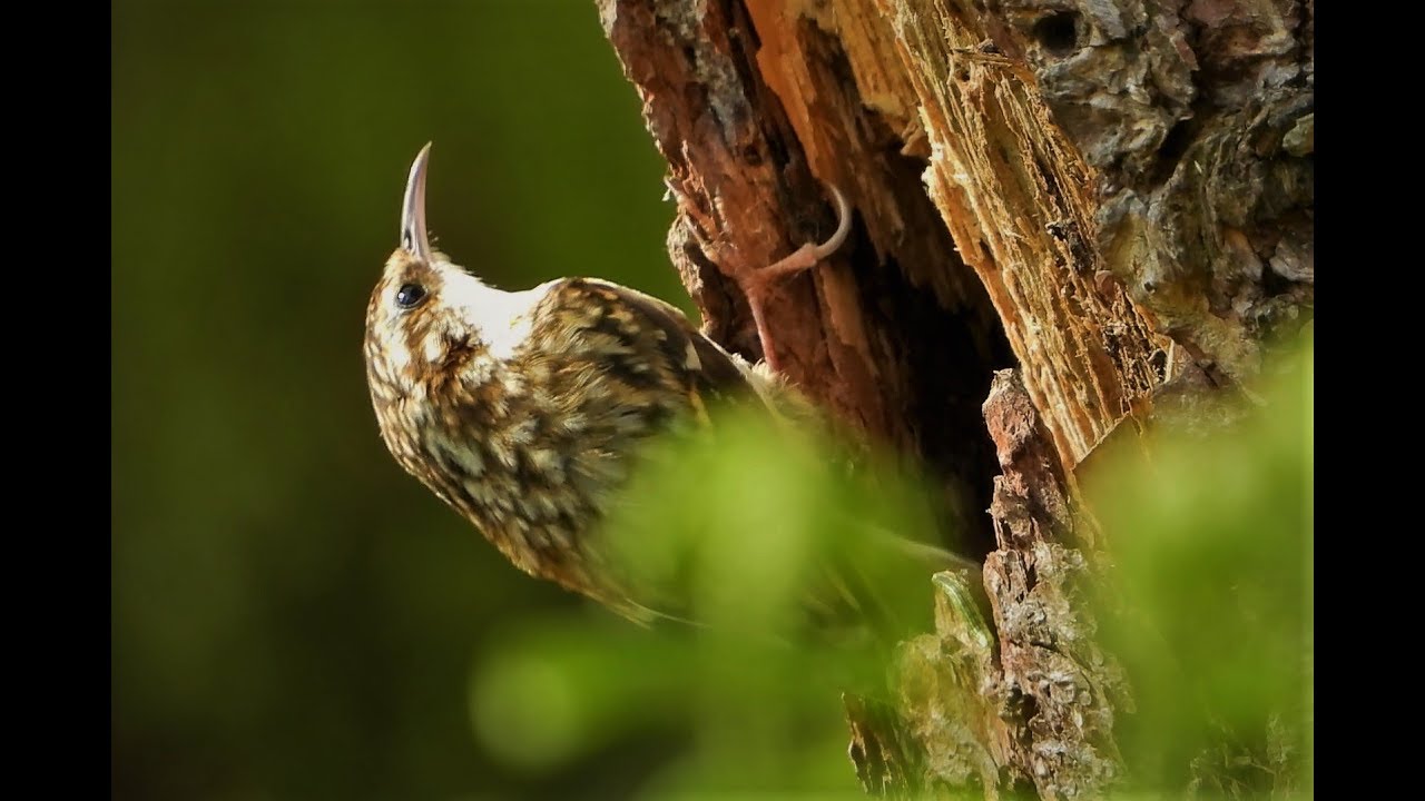 Spring Birds & More at Brandon Marsh: 12th May 2019.