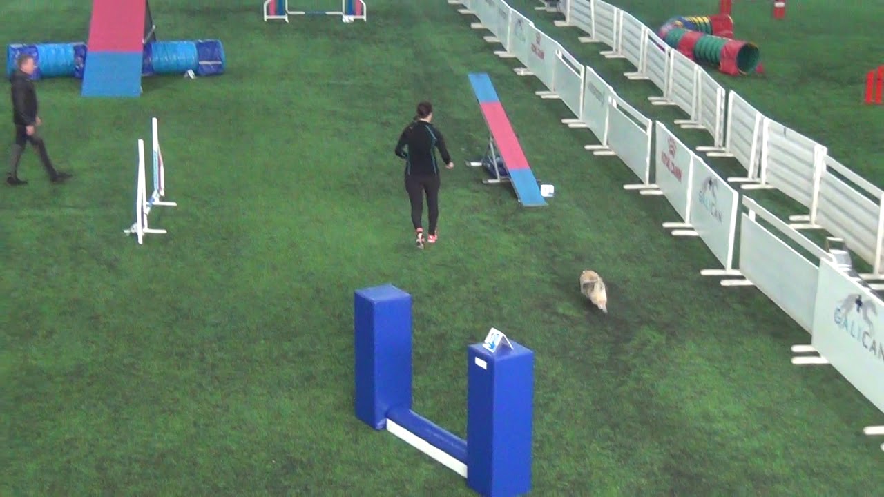 Vekara Agility , F , xS3 , Kleinspitz , Ina