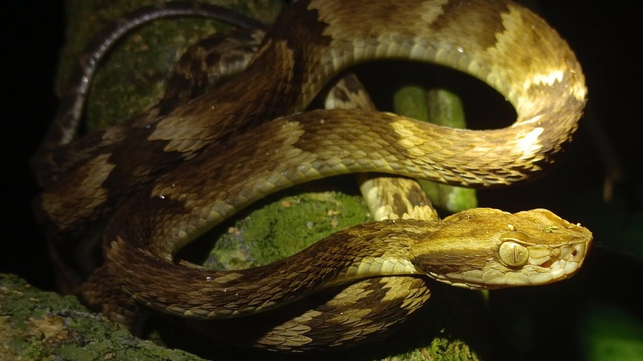 Bothrops jararaca 
