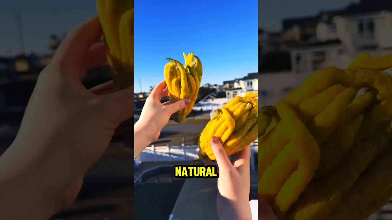 Buddha&rsquo;s Hand &ndash; The Fruit That Looks Like a Hand! 🍋🖐️