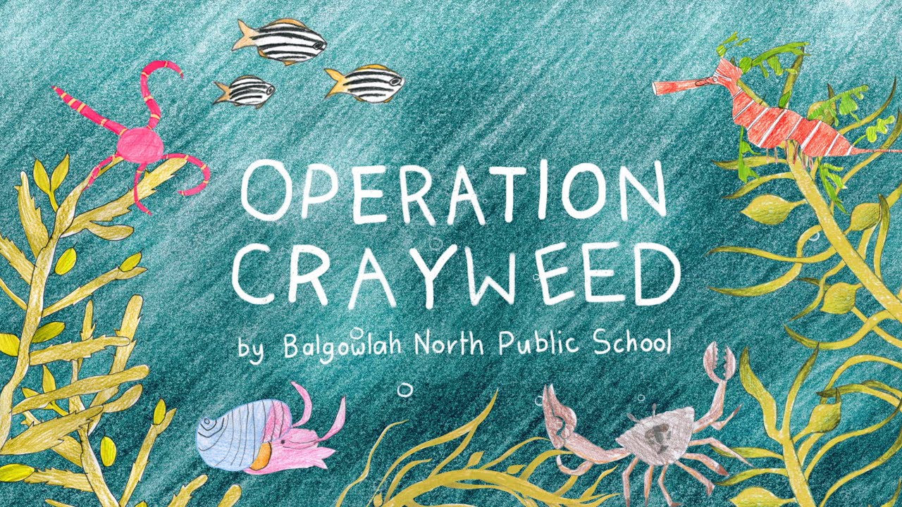 Operation Crayweed with Balgowlah North Public School