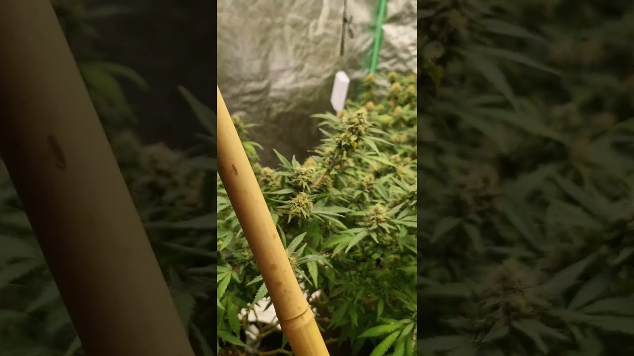 Critical Mass Bl&uuml;tetag 42 #garden #green #gardening #grow