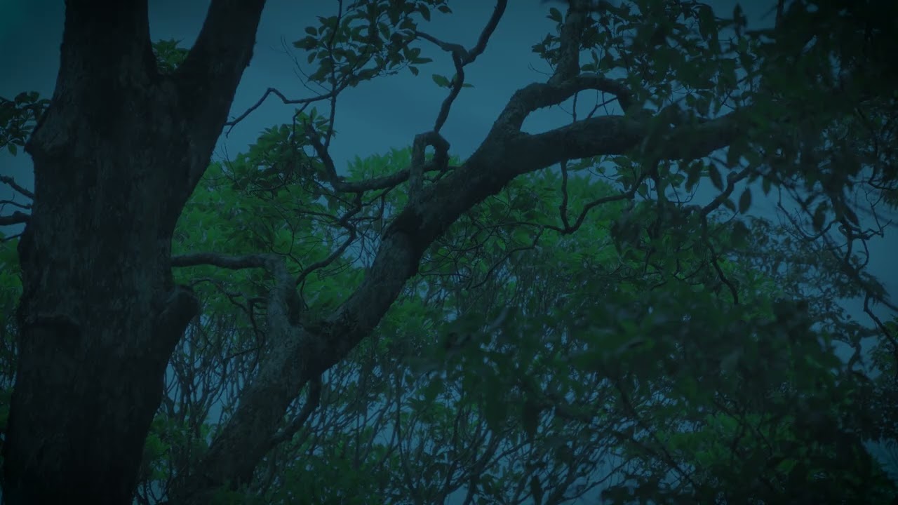 Midnight Jungle Rain • A Deep Immersion into Nature