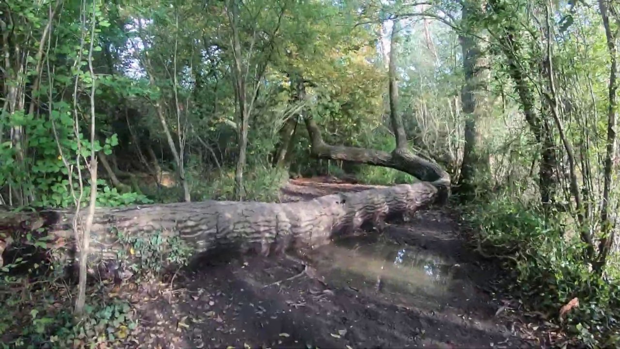 Walking in London: Darland's Lake Nature Reserve (Totteridge, Barnet)
