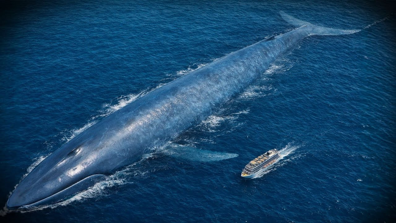 Even The Biggest Whales Avoid This Part Of The Ocean