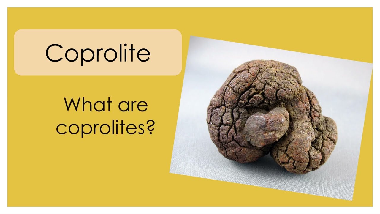 Discover the Secrets of Coprolites | Fun Science Activities for Kids | Hands-On Education