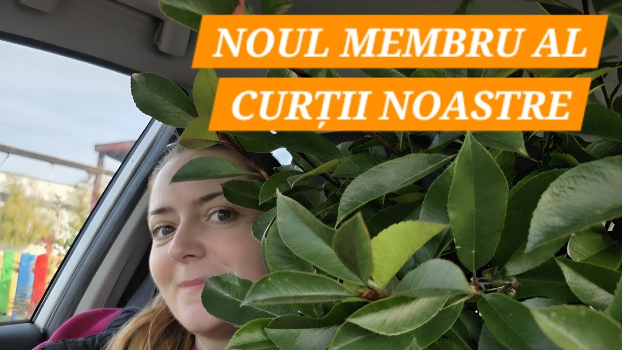 Am relocat 2 copaci mari si achizitionat un Photinia red robin mult dorit