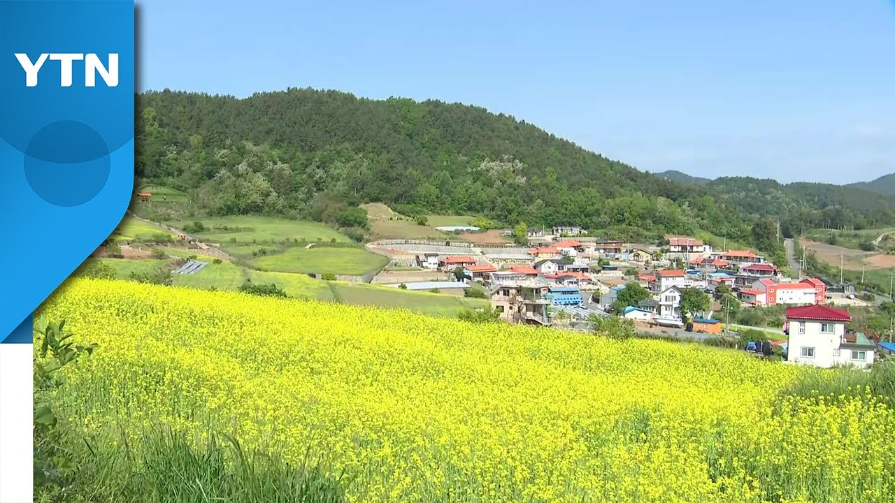 봄기운 가득 담은 유채꽃 만발...노란 물결 일렁이는 전남 장흥 / YTN