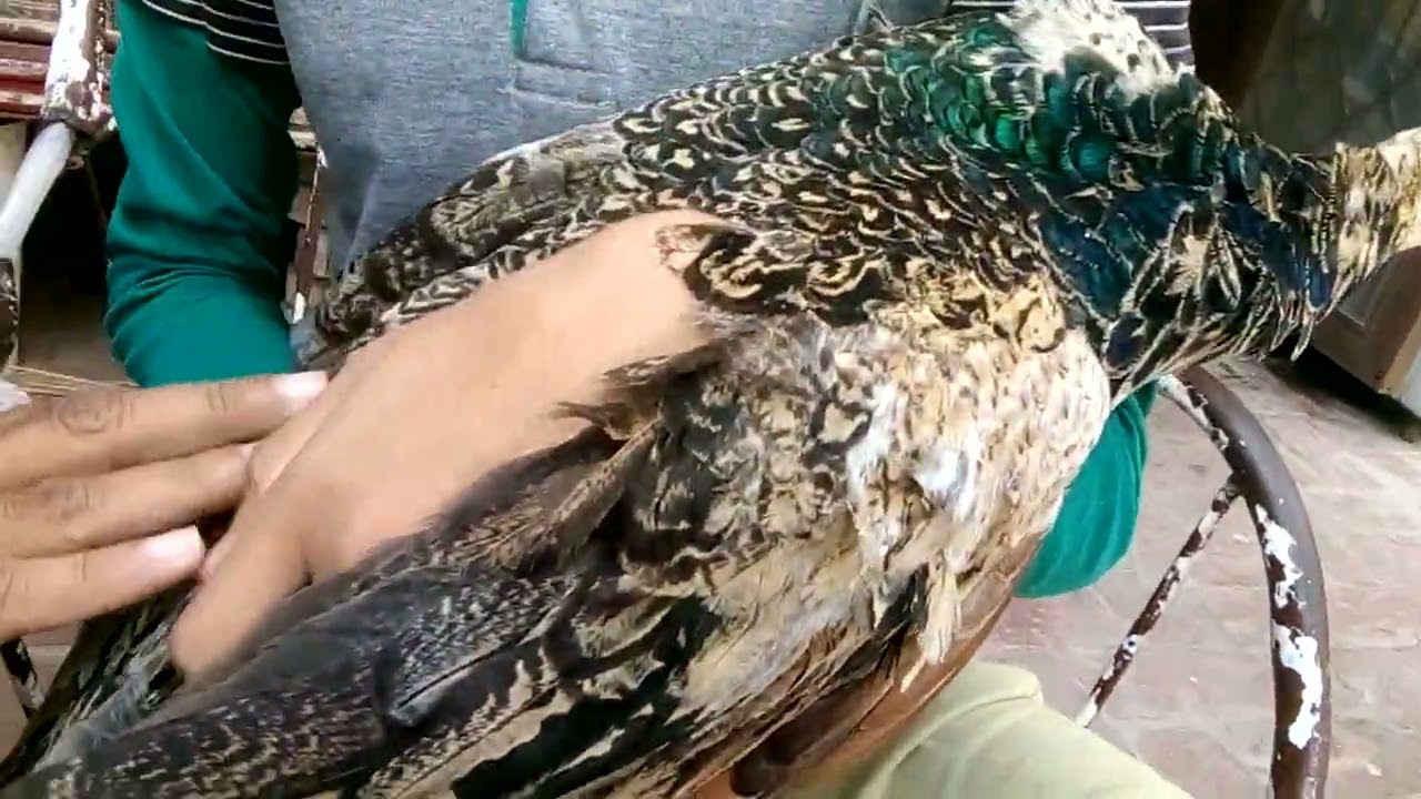 Peacock Black Shoulder chicks Difference Male & Female..03028559837