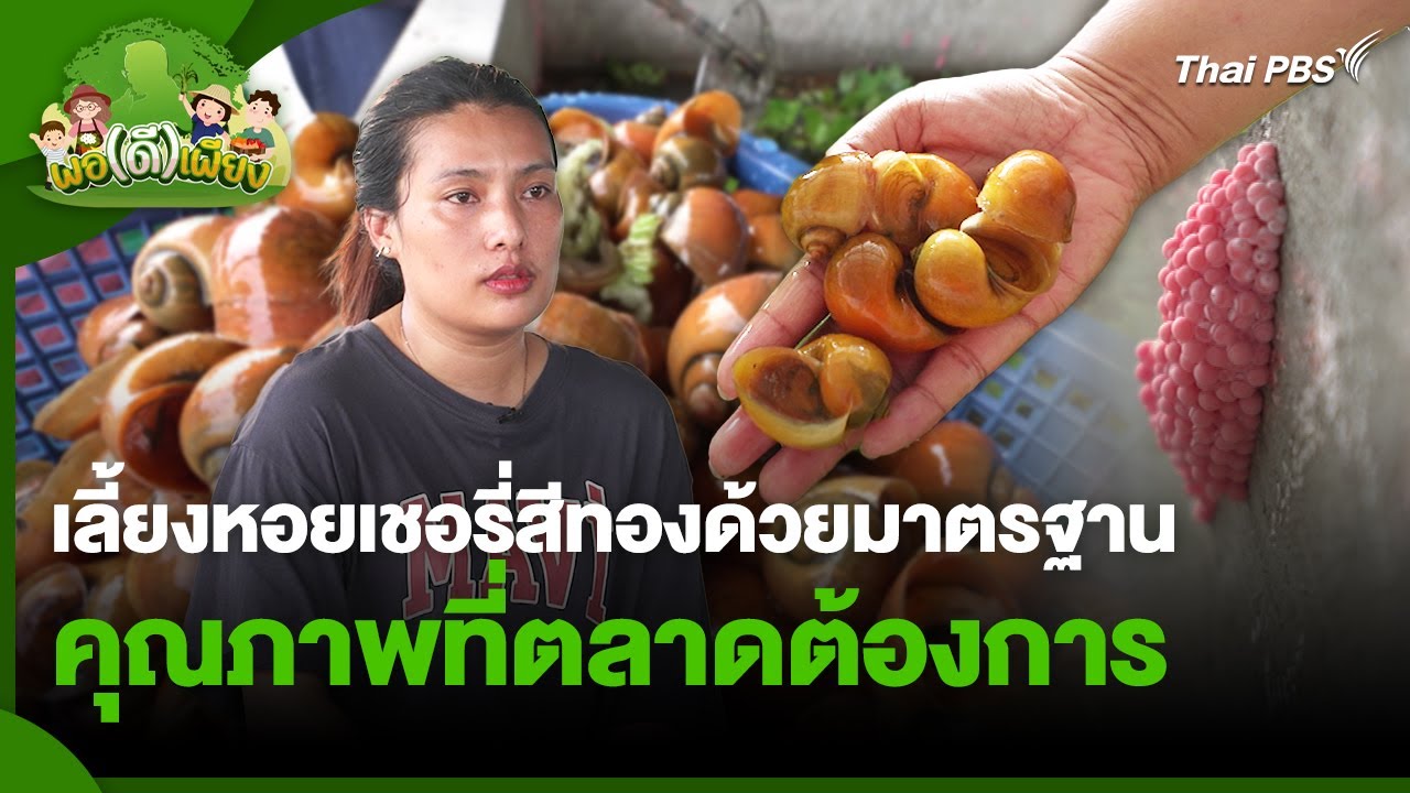 เลี้ยงหอยเชอรี่สีทองด้วยมาตรฐาน คุณภาพที่ตลาดต้องการ | พอดีพอเพียง | วันใหม่วาไรตี้