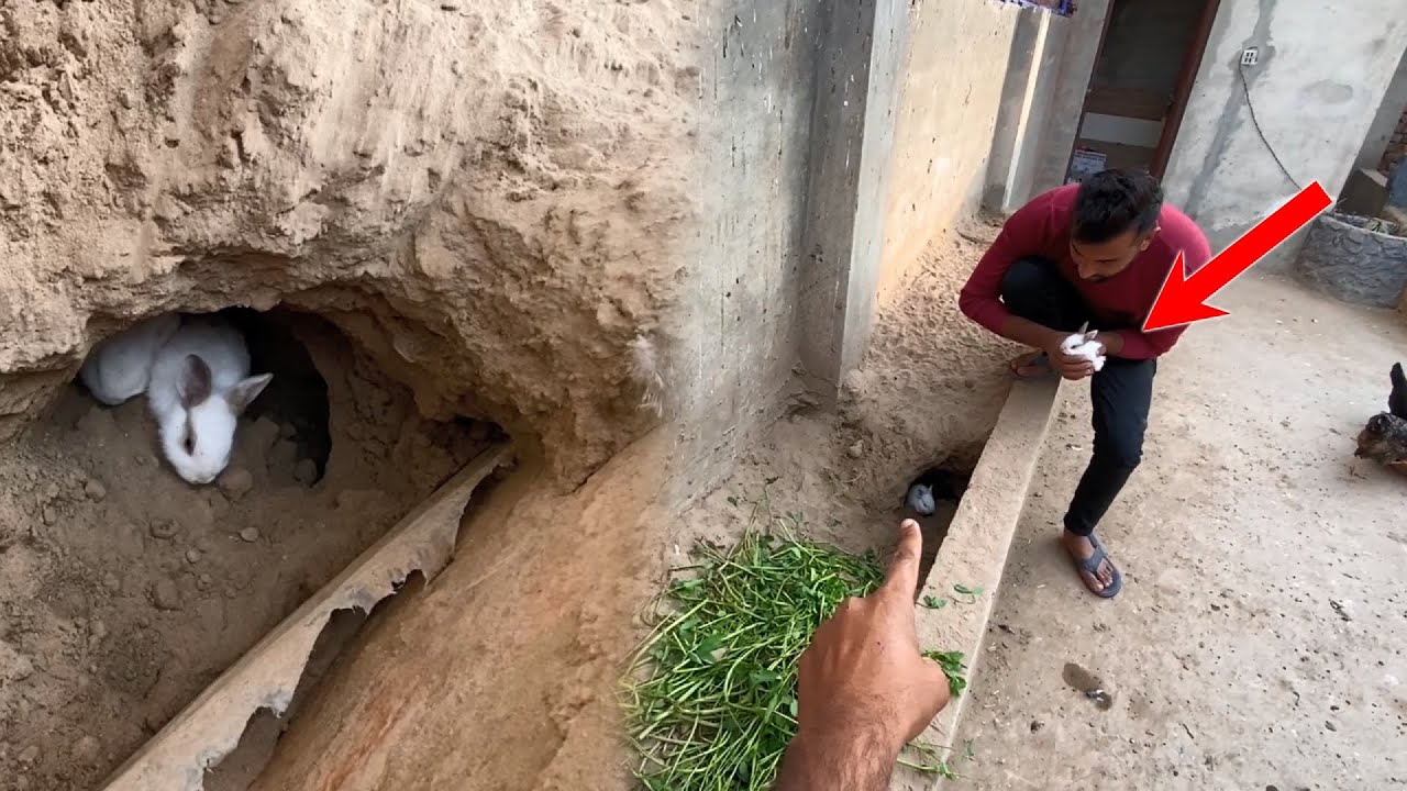 Hmari Rabbits Ne Bachy De Diye😍|Surprise|