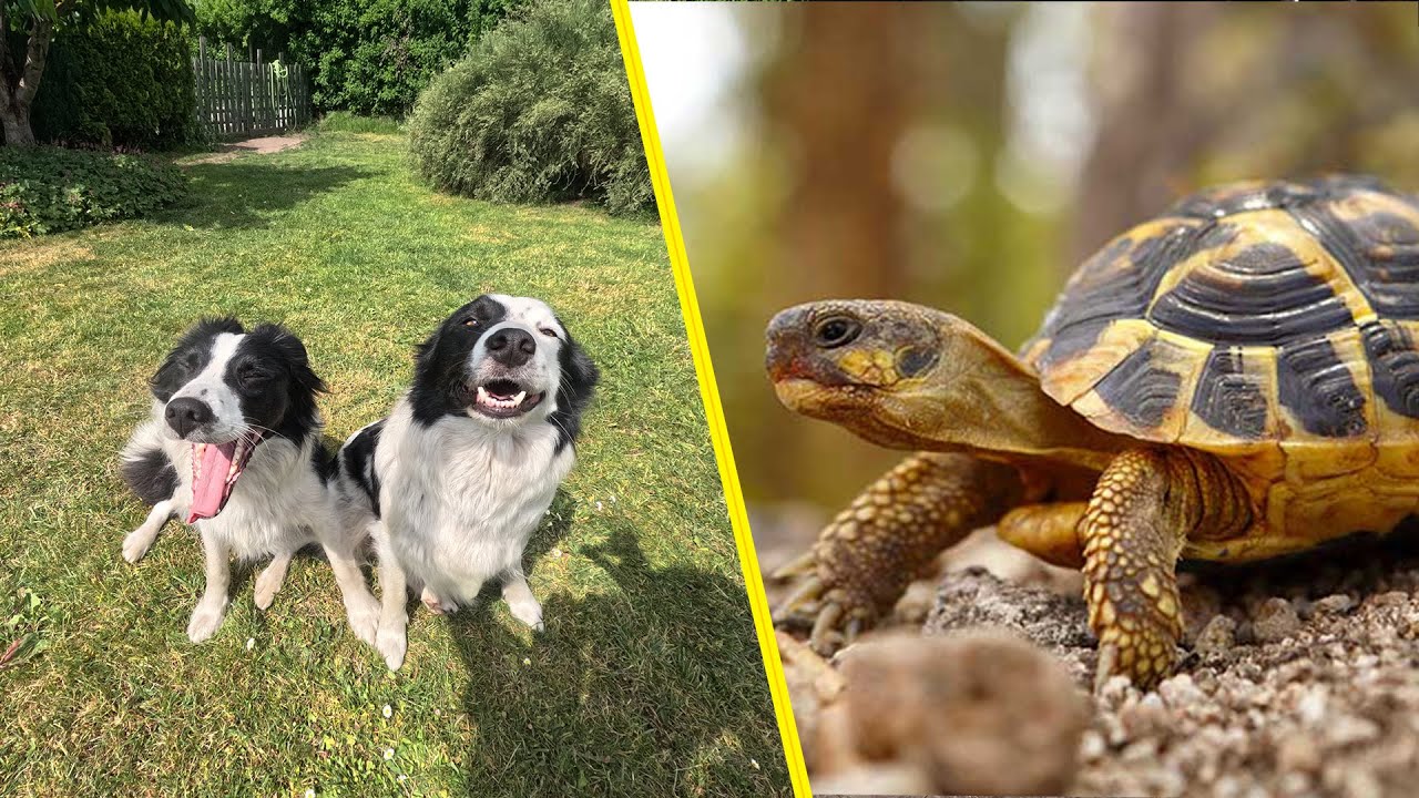 Unsere Haus- und Nutztiere !
