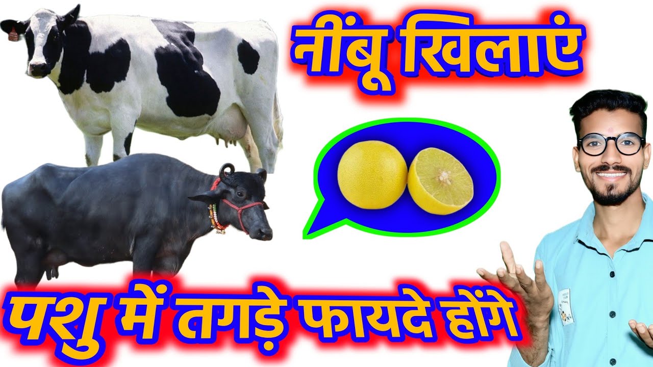 पशु को नींबू खिलाने के गज़ब फायदे कोई नहीं बतायेगा ! दूध बढ़ाने का नुस्खा👌पशु की भूख बढ़ाने के उपाय