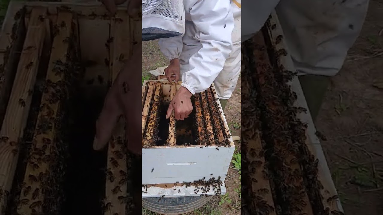 طريقة تقسم الخلية في حالة قتل الملكة بلخطاء