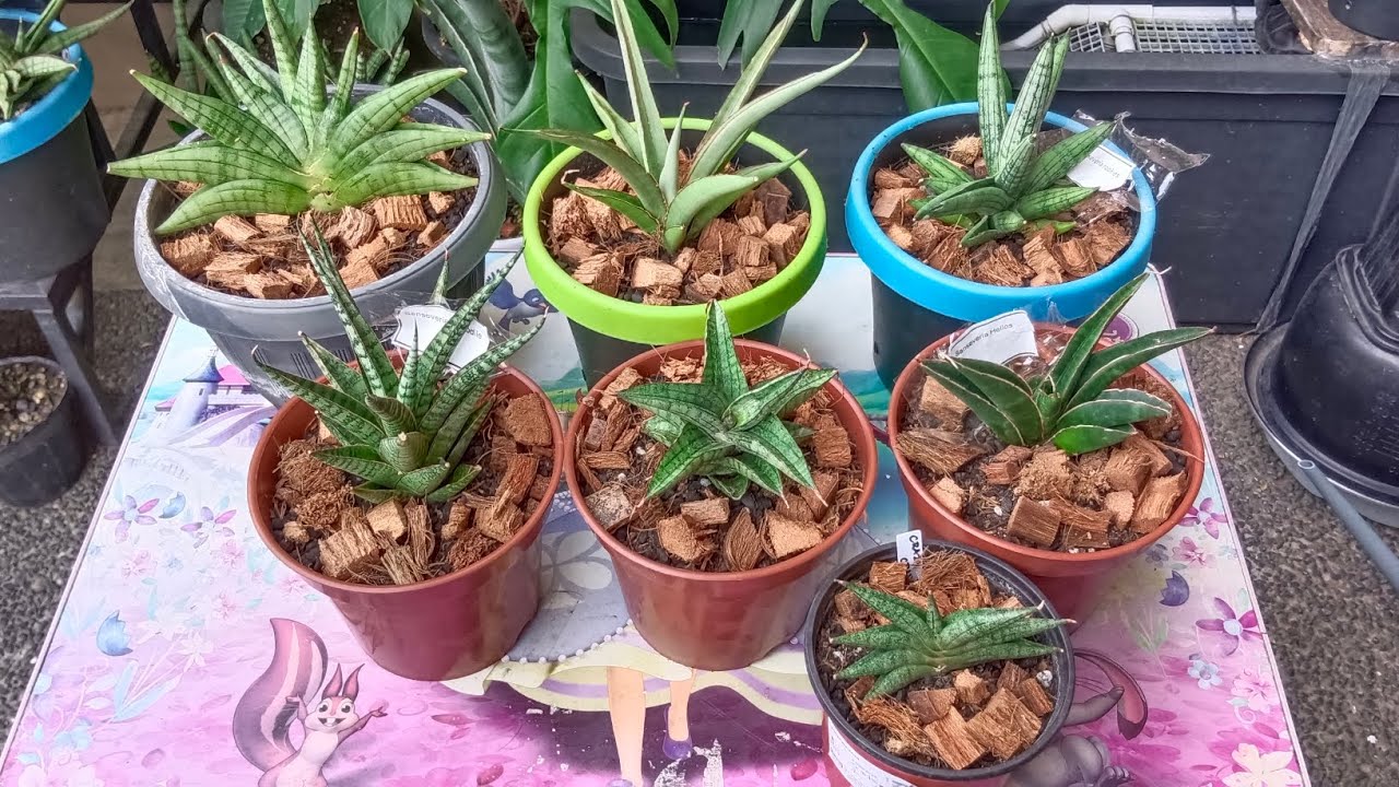 Sansevierias purchased from Horti Filipina plant event