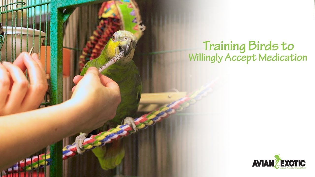 Training Birds to Willingly Accept Medication